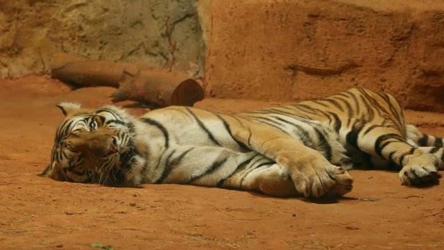 4k of siberian tiger lying down