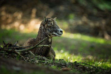 Obraz premium Ovis musimon. Photographed in the Czech Republic. Beautiful nature of the Czech Republic. Beautiful picture. Spring nature. Expanded throughout Europe. From animal life. Europe. Czech Republic. Nature