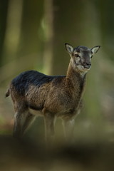 Ovis musimon. Photographed in the Czech Republic. Beautiful nature of the Czech Republic. Beautiful picture. Spring nature. Expanded throughout Europe. From animal life. Europe. Czech Republic. Nature