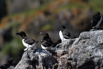 razorbill (Alca torda) island runde norway