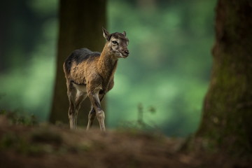 Ovis musimon. Photographed in the Czech Republic. Beautiful nature of the Czech Republic. Beautiful picture. Spring nature. Expanded throughout Europe. From animal life. Europe. Czech Republic. Nature