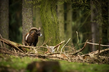 Fototapeta premium Ovis musimon. Photographed in the Czech Republic. Beautiful nature of the Czech Republic. Beautiful picture. Spring nature. Expanded throughout Europe. From animal life. Europe. Czech Republic. Nature