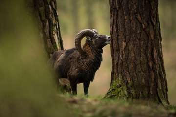 Ovis musimon. Photographed in the Czech Republic. Beautiful nature of the Czech Republic. Beautiful picture. Spring nature. Expanded throughout Europe. From animal life. Europe. Czech Republic. Nature