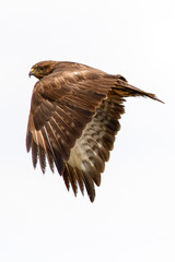 Poiana (Buteo Buteo)