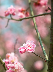 Fototapeta premium Plum Blossom in early spring. Located in Plum Blossom Hill, Nanjing, Jiangsu, China.