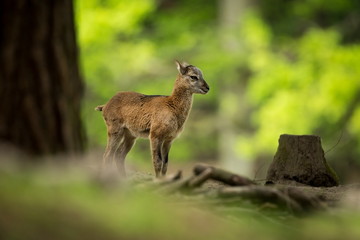 Ovis musimon. Photographed in the Czech Republic. Beautiful nature of the Czech Republic. Beautiful picture. Spring nature. Expanded throughout Europe. From animal life. Europe. Czech Republic. Nature