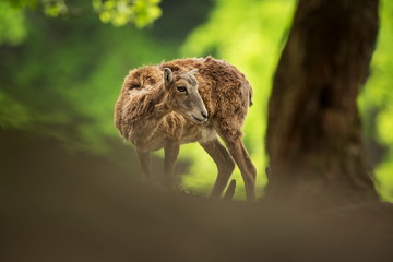 Ovis musimon. Photographed in the Czech Republic. Beautiful nature of the Czech Republic. Beautiful picture. Spring nature. Expanded throughout Europe. From animal life. Europe. Czech Republic. Nature