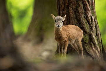 Ovis musimon. Photographed in the Czech Republic. Beautiful nature of the Czech Republic. Beautiful picture. Spring nature. Expanded throughout Europe. From animal life. Europe. Czech Republic. Nature
