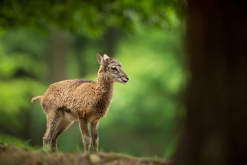 Ovis musimon. Photographed in the Czech Republic. Beautiful nature of the Czech Republic. Beautiful picture. Spring nature. Expanded throughout Europe. From animal life. Europe. Czech Republic. Nature