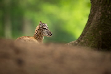 Ovis musimon. Photographed in the Czech Republic. Beautiful nature of the Czech Republic. Beautiful picture. Spring nature. Expanded throughout Europe. From animal life. Europe. Czech Republic. Nature