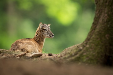Ovis musimon. Photographed in the Czech Republic. Beautiful nature of the Czech Republic. Beautiful picture. Spring nature. Expanded throughout Europe. From animal life. Europe. Czech Republic. Nature