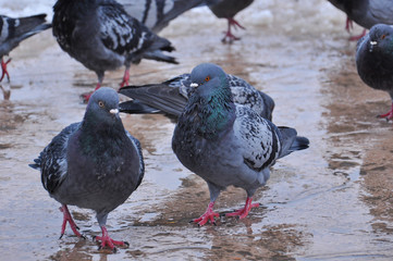 Pigeon in park on snow. Frozen pigeons in winter time