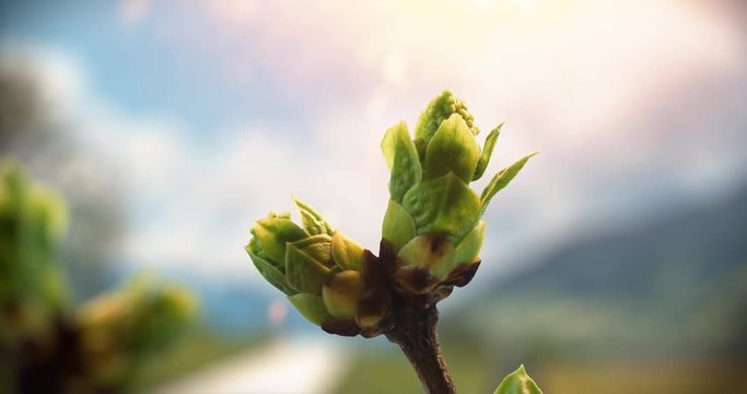 Knospe w&auml;chst Zeitraffer vor Alpen Hintergrund