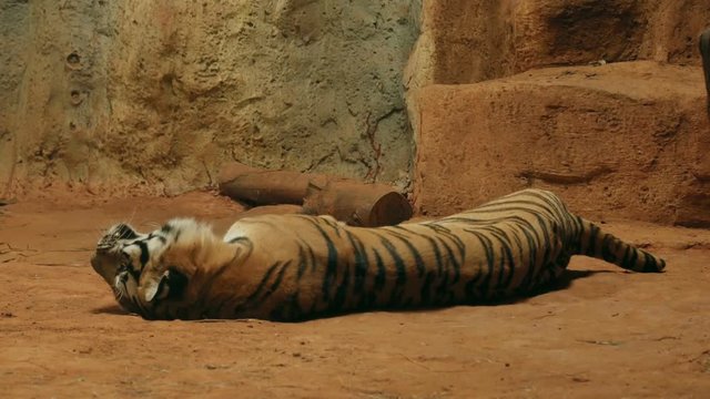 4k of siberian tiger lying down