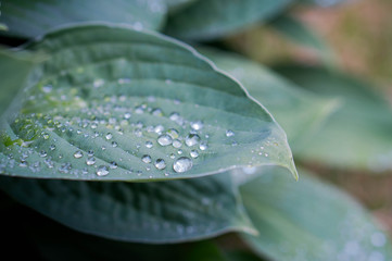 Waterdrops on leaf