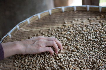 woman choosing  raw coffee beans in Thailand