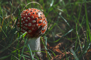 Mushroom