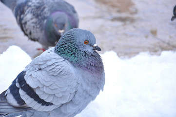 Pigeon in park on snow. Frozen pigeons in winter time