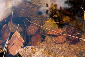 Leafes in water