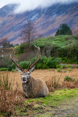 deer in the valley of glen etive in the highlands of scotland during winter
