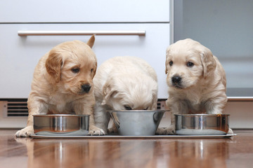 Puppies eating food in the kitchen like little gourmets.