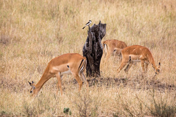 Impala - Gazellen