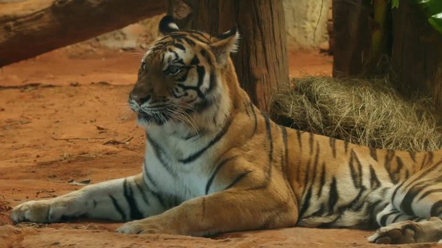 4k of Scary looking male royal bengal tiger staring towards of you