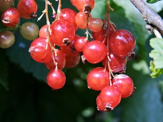 Berries