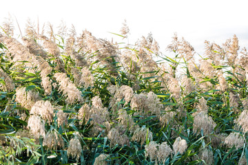 reeds on the river Bank. Marsh plant, the common reed. Phragmítes austrális © Roman