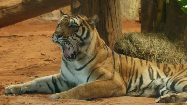 4k of Scary looking male royal bengal tiger staring towards of you