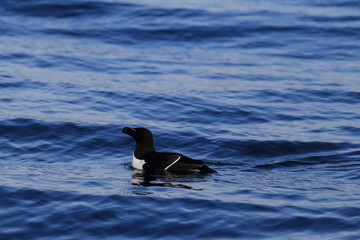 razorbill (Alca torda) island runde norway