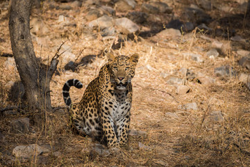 A male leopard from jhalana forest reserve, India