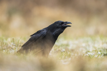 Raven (Corvus corax)