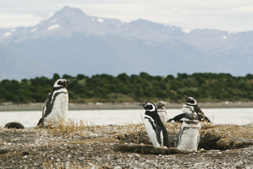 Naklejka premium Magellanic penguins in Patagonia, Argentina