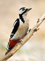 Great Spotted Woodpecker (Dendrocopos major)