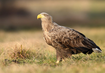 White tailed eagle (Haliaeetus albicilla)