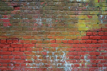 Old red brick wall with green mold, white fungus and general decay