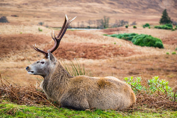 deer in the valley of glen etive in the highlands of scotland during winter