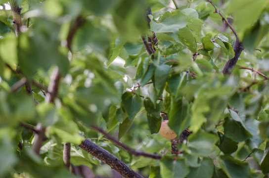Ripe apricots grow on a branch among green leaves. Prunus armeniaca