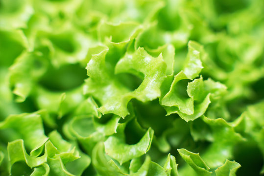 leaf of green salad