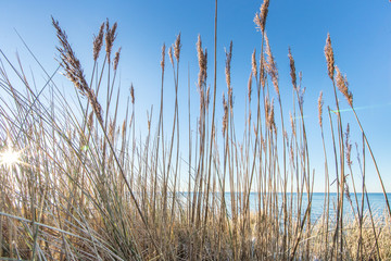D&uuml;nengras am meer