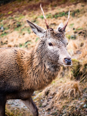 deer in the valley of glen etive in the highlands of scotland during winter