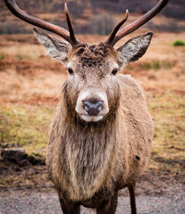 deer in the valley of glen etive in the highlands of scotland during winter