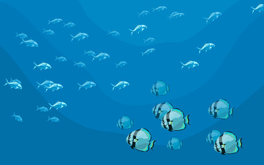 a School of sea fish Circular batfish (Platax orbicularis)
