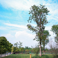 Obraz premium Park in early spring