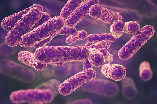 Bartonella henselae bacteria, the causative agent of cat-scratch disease or bartonellosis, formerly known as Rochalimaea bacteria, 3D illustration