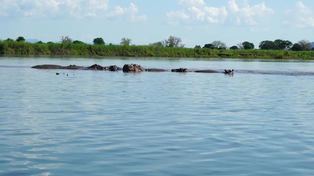 Group of hippos in the river