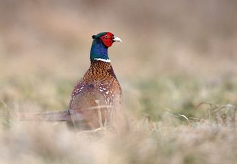 Ringneck Pheasant (Phasianus colchicus)
