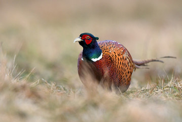 Ringneck Pheasant (Phasianus colchicus)