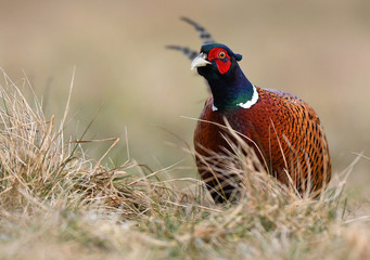 Ringneck Pheasant (Phasianus colchicus)